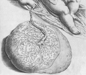 De formato foetu liber singularis (1626)